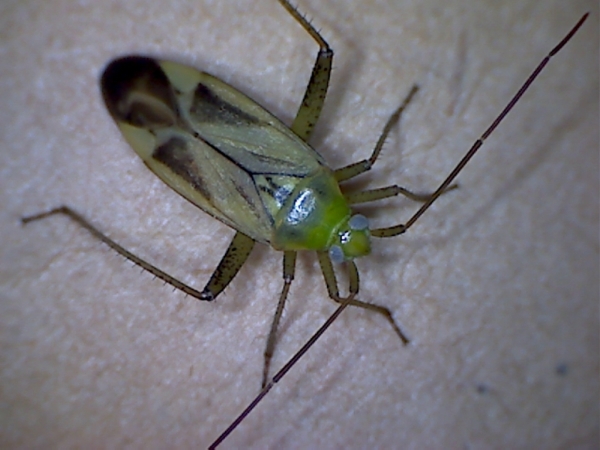 Photo of Adelphocoris lineolatus by Les Leighton